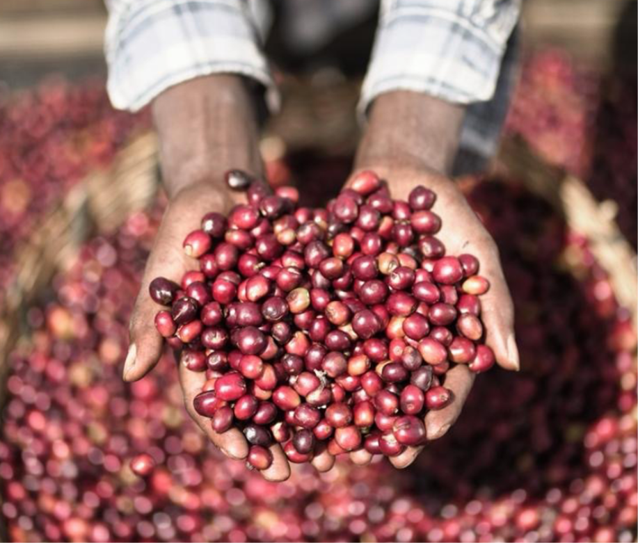 焙煎豆 エチオピア イルガチェフェ 中煎り