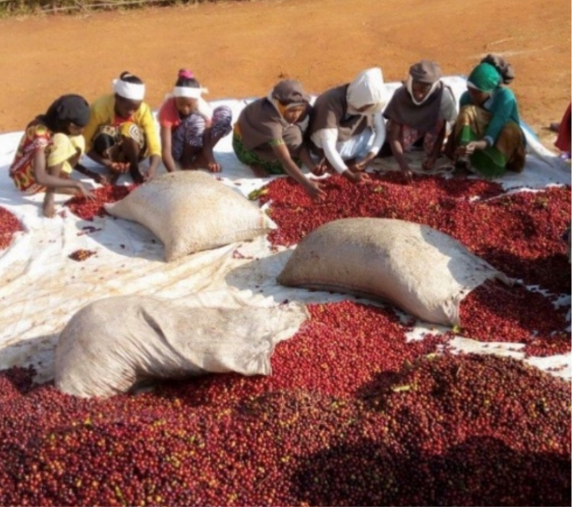 焙煎豆 エチオピア イルガチェフェ 中煎り